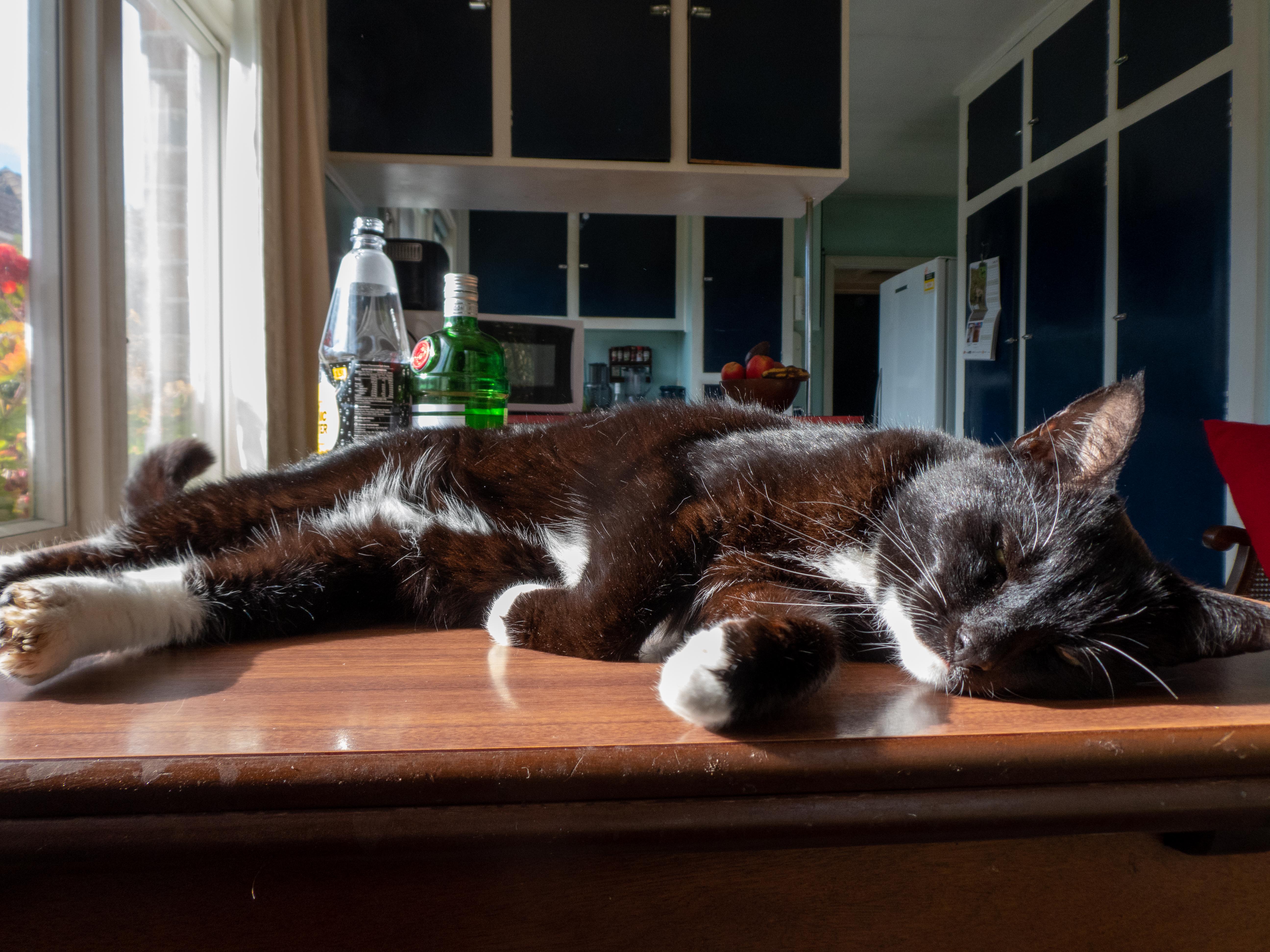 Nigel the cat, from Christchurch