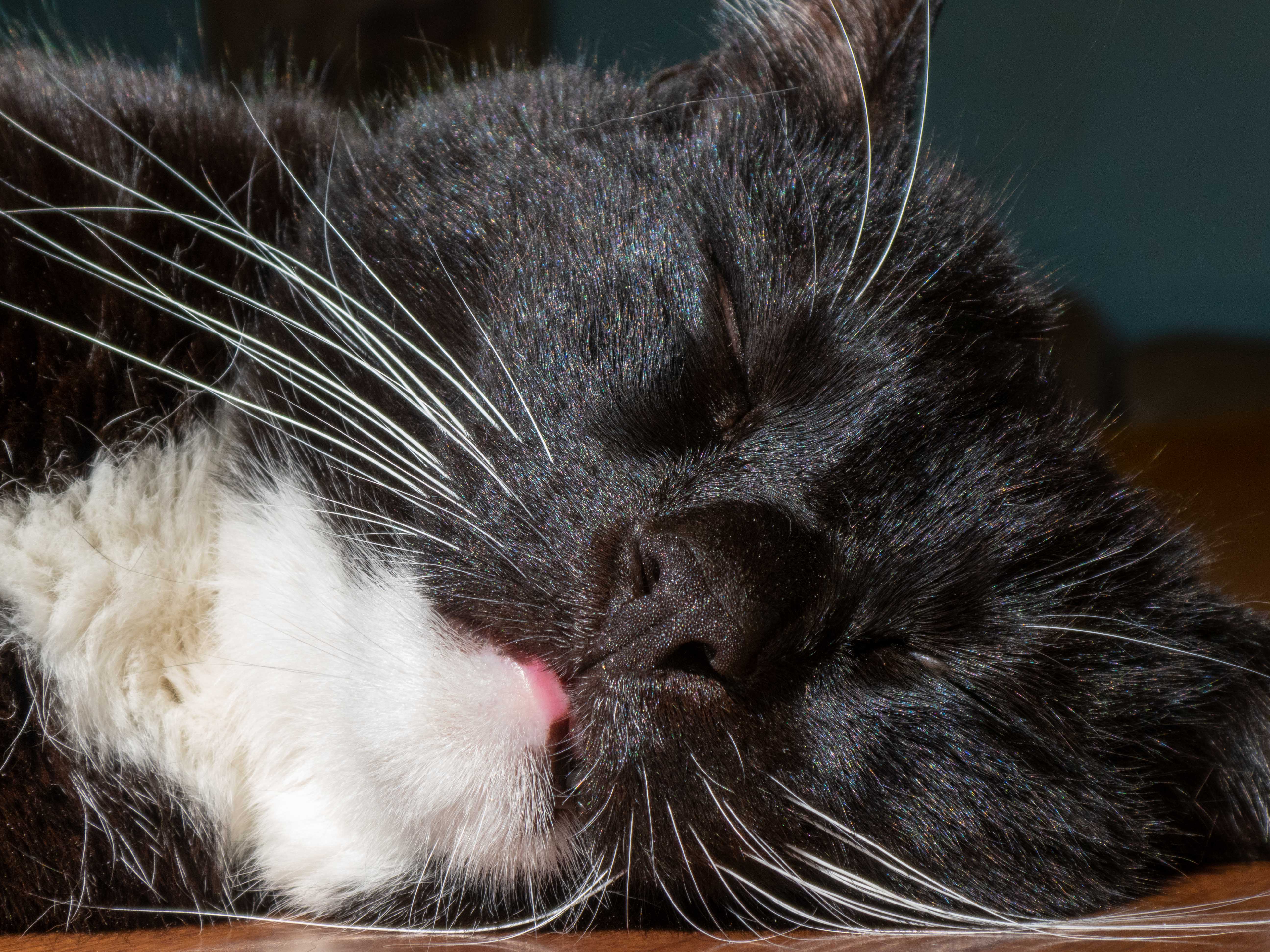 Nigel the cat, from Christchurch